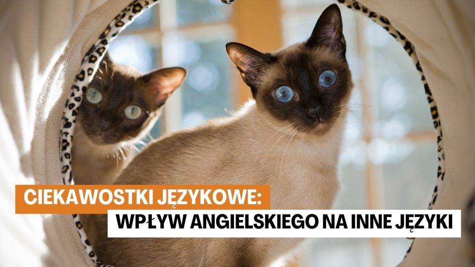 ciekawostki jezkowe Ciekawostki Językowe: Wpływ Angielskiego na Inne Języki